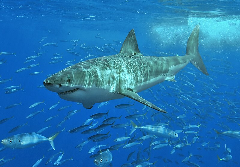 Great white shark at Isla Guadalupe, Mexico, August 2006. Shot with Nikon D70s in Ikelite housing, in natural light. Animal estimated at 11-12 feet (3.3 to 3.6 m) in length, age unknown